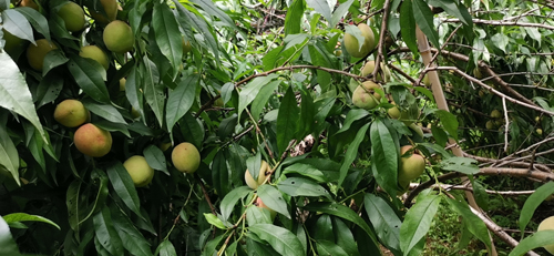 樂(lè)享豐收喜悅，競(jìng)達(dá)科技園的水蜜桃成熟了！